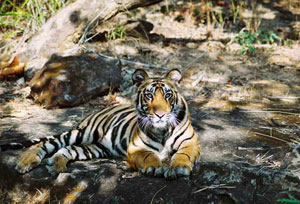 Jungle safari in Bardia National Park