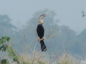 Jungle safari in Koshi Tappu Wildlife Reserve